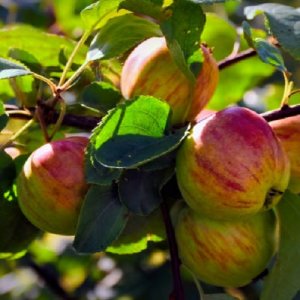Jabloň zimná (Malus Domestica) ´Karneval´ - výška 140-170 cm, voľnokorenná